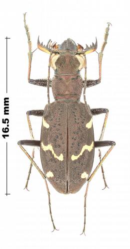 Réf. 245 853 : Cicindela sylvatica